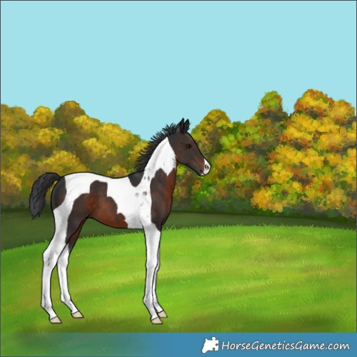 Horse Color:Brown Tobiano 