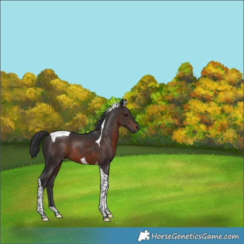 Horse Color:Brown Tobiano 