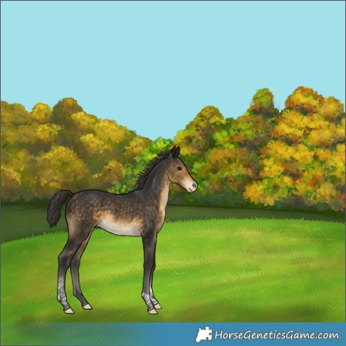 Horse Color:Buckskin Tobiano Varnish Rabicano 