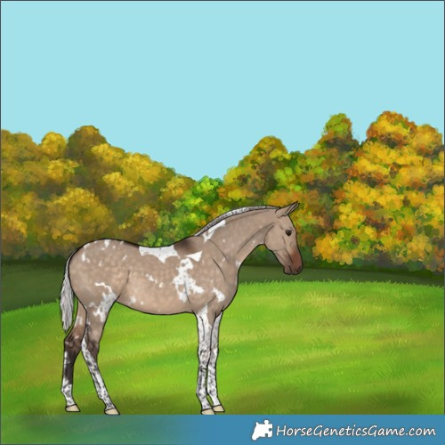 Horse Color:White Spotted Silver Brown Dun Tobiano