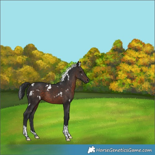 Horse Color:White Spotted Brown Tobiano