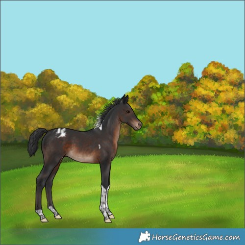Horse Color:Brown Tobiano Varnish 