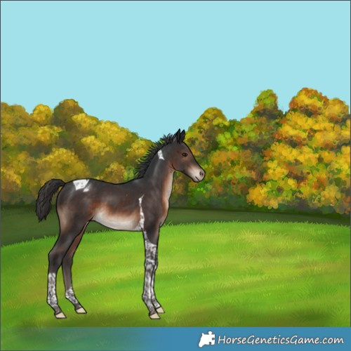 Horse Color:Brown Tobiano Varnish
