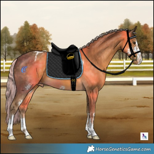 Horse Color:Chocolate Palomino Appaloosa 