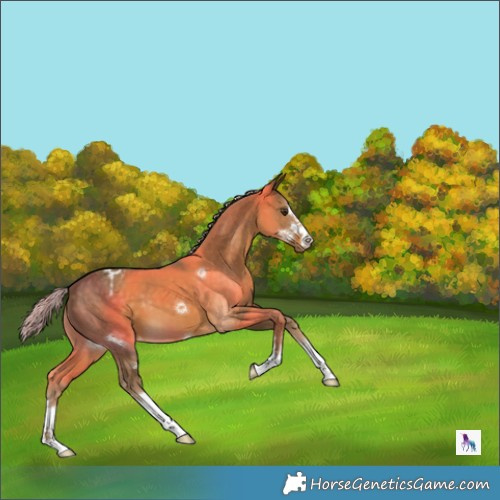 Horse Color:Chocolate Palomino Appaloosa 