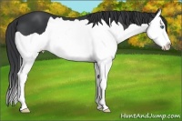 Horse Color:Black Splash 