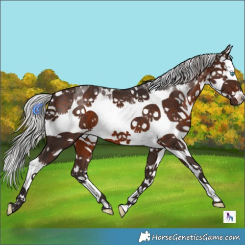 Horse Color:White Spotted Silver Brown Sabino Splash