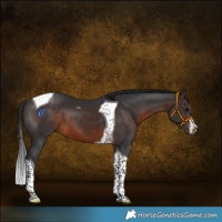 Horse Color:White Spotted Brown Tobiano