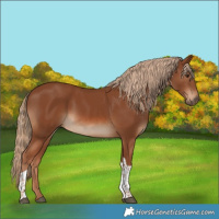 Horse Color:Chestnut Tobiano