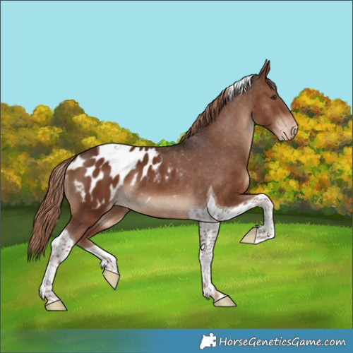 Horse Color:Liver Chestnut Tobiano Appaloosa 