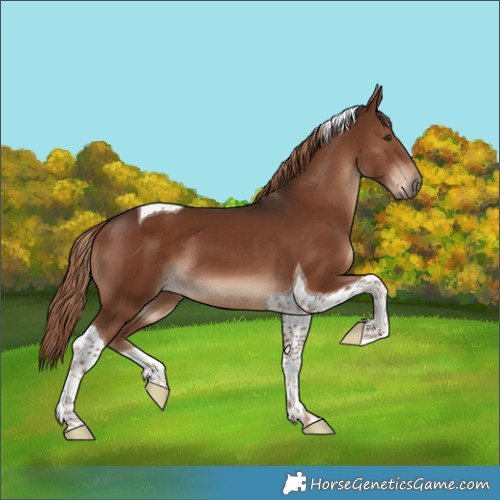 Horse Color:Liver Chestnut Tobiano 