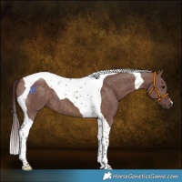 Horse Color:Chocolate Brown Dun Tobiano