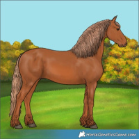Horse Color:Chestnut 