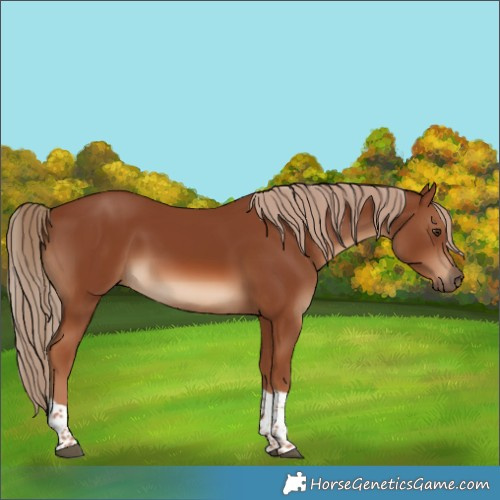 Horse Color:Chestnut Tobiano 