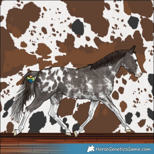 Horse Color:Liver Chestnut Sabino Splash Blanket 