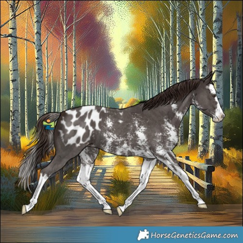 Horse Color:Liver Chestnut Sabino Splash Appaloosa