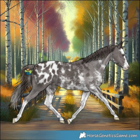 Horse Color:Liver Chestnut Sabino Splash Appaloosa
