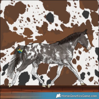 Horse Color:Liver Chestnut Sabino Splash Blanket 
