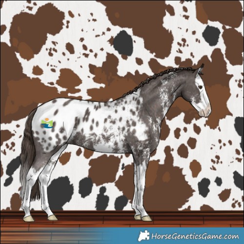 Horse Color:Liver Chestnut Sabino Splash Blanket 