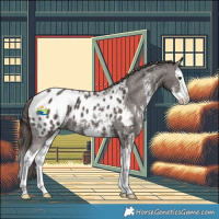 Horse Color:Liver Chestnut Sabino Splash Appaloosa 