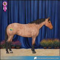 Horse Color:Bay Roan 