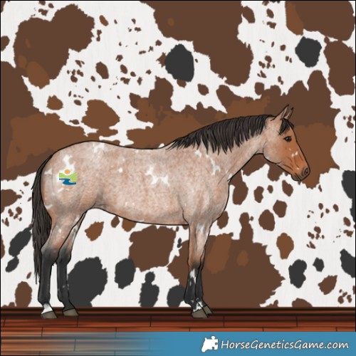 Horse Color:White Spotted Bay Roan 