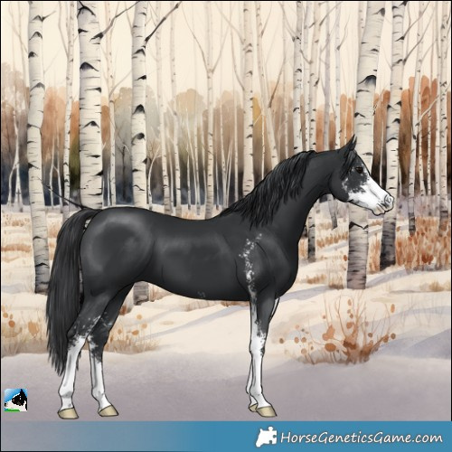 Horse Color:Black Mushroom Sabino