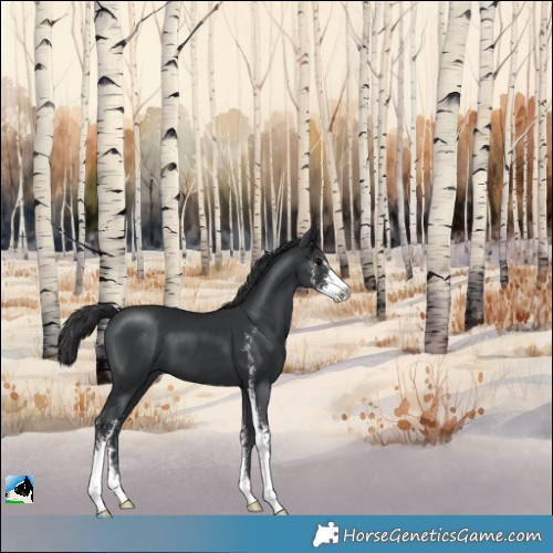 Horse Color:Black Mushroom Sabino 