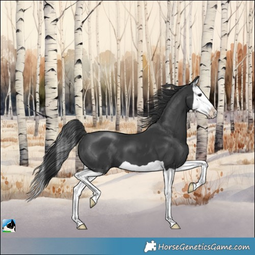 Horse Color:Black Splash