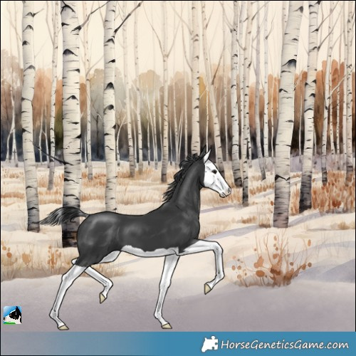 Horse Color:Black Splash 