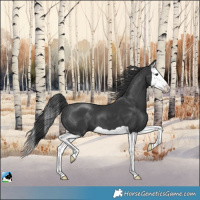 Horse Color:Black Splash 