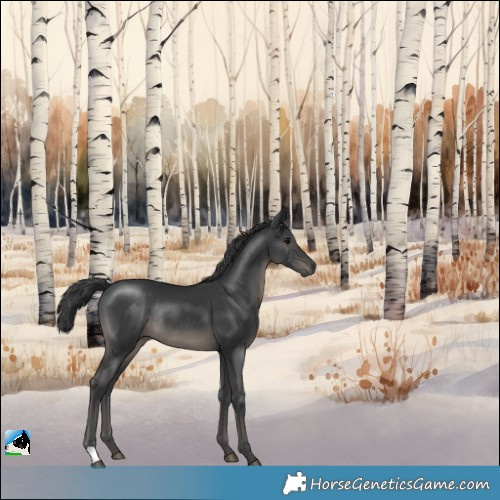 Horse Color:Black Mushroom Rabicano 