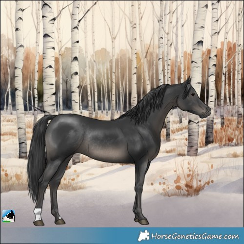 Horse Color:Black Mushroom Rabicano 