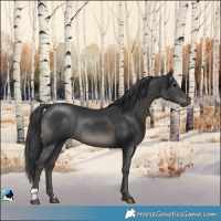 Horse Color:Black Mushroom Rabicano