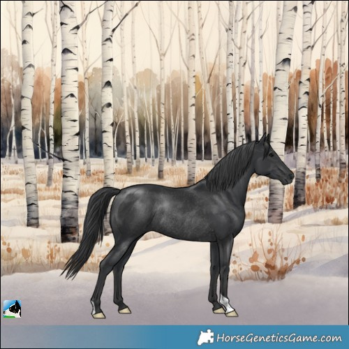 Horse Color:Black Rabicano