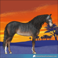 Horse Color:Gray Liver Chestnut Rabicano 