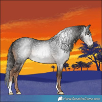 Horse Color:Gray Liver Chestnut Rabicano