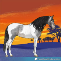 Horse Color:Gray Brown Roan Tobiano Rabicano 