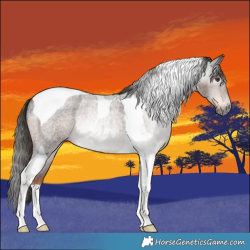 Horse Color:Gray Liver Red Roan Tobiano Rabicano 