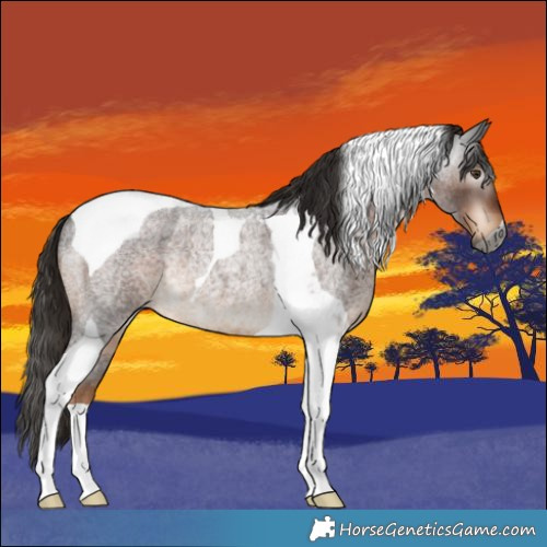 Horse Color:Gray Liver Red Roan Tobiano Rabicano 