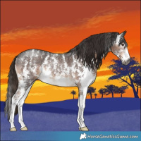Horse Color:Gray Liver Chestnut Sabino Rabicano 