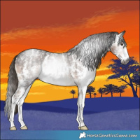 Horse Color:Gray Liver Chestnut Sabino Rabicano 