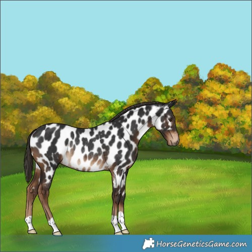 Horse Color:Gray Liver Chestnut Appaloosa Rabicano 