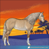 Horse Color:Gray Chocolate Palomino Dun Rabicano 