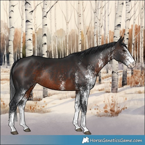 Horse Color:White Spotted Brown Rabicano 