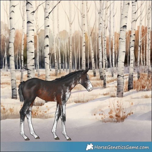 Horse Color:White Spotted Brown Rabicano 