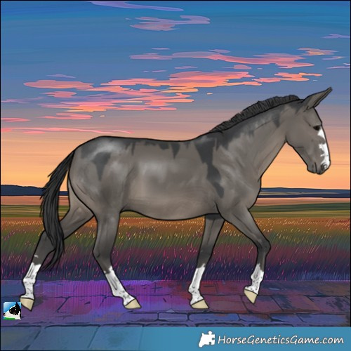 Horse Color:Grullo 