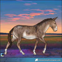 Horse Color:Liver Red Dun Rabicano Brindle