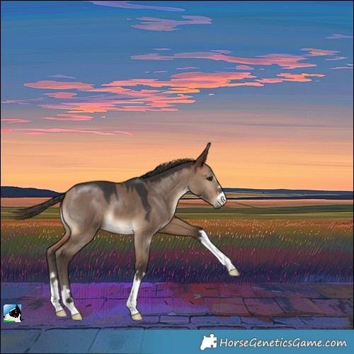 Horse Color:Bay Dun