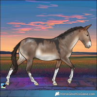 Horse Color:Bay Dun